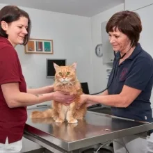Dr. med. vet. Gudrun Hanke